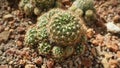 SchwarzÃ¢â¬â¹ BarrelÃ¢â¬â¹ Cactus Royalty Free Stock Photo